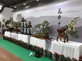 主題園展區展出精品盆景 傳播石獅花卉盆景文化