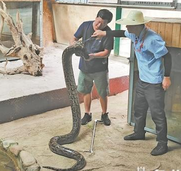 大蟒蛇吞食村民黑山羊 民警及專業人員已將其控制