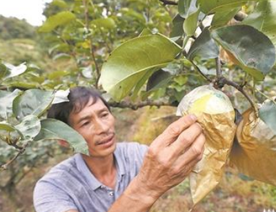 荒山開荒種下百棵梨樹 帶動(dòng)老百姓增收致富