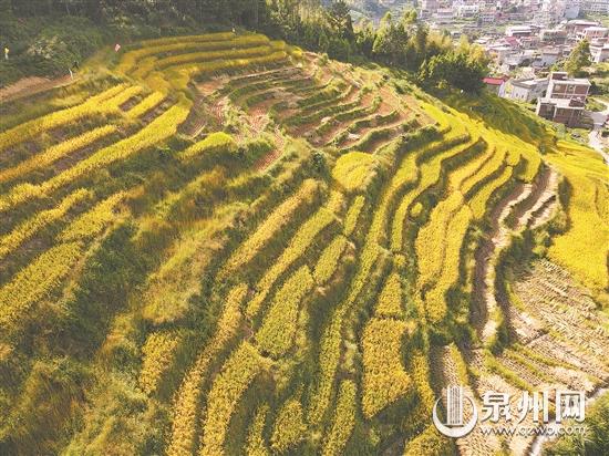 泉州晚稻迎來收割季節 田野風光美景引網友點贊