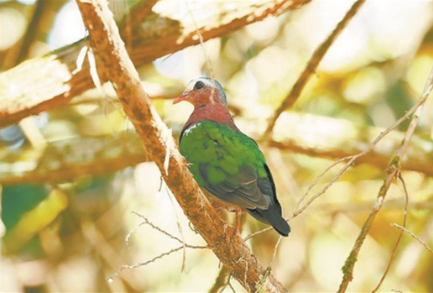 武夷宮景區發現綠翅金鳩 鳥類新增到第391種