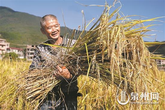 洛江區(qū)千畝水稻田喜迎豐收 預(yù)計收成可達(dá)1100斤