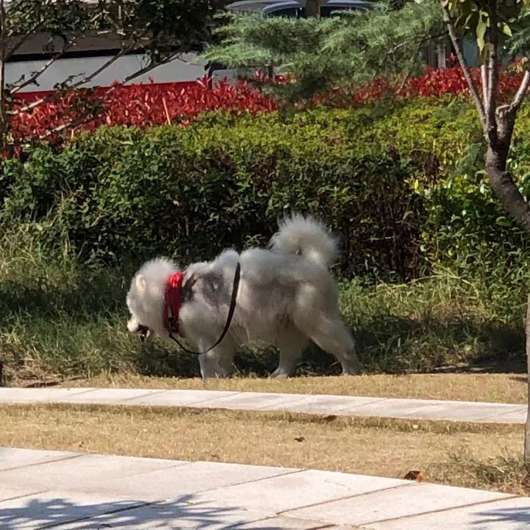 市民家養邊牧幼犬被偷走 嫌疑人被依法行政拘留