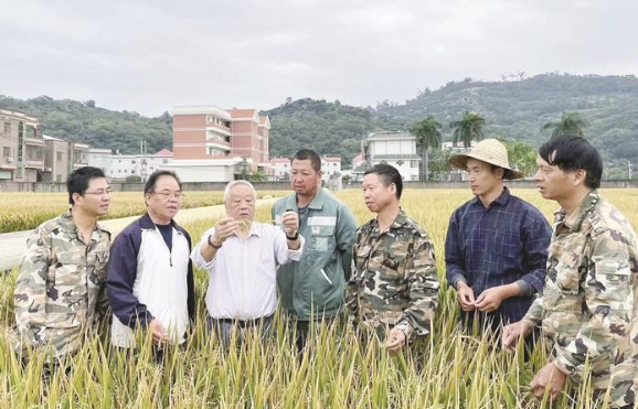 “佳禾”系列水稻品種植株豐收 水稻新品系長勢良好