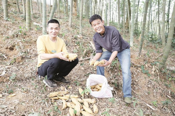 村雅村迎來搶抓冬筍采挖季 給村民們帶來可觀收入