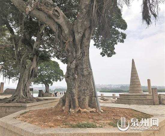 榕樹感染“靈芝菌”進入危險期 相關部門進行砍伐清理