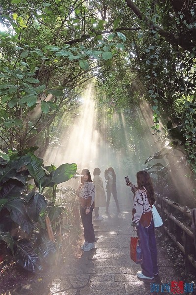 廈門(mén)植物園雨林世界改造完成 隨手一拍就美如仙境