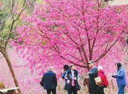 永泰200多畝櫻花綻放 春節期間進入最佳觀賞期