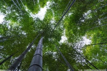 濉溪縣百善鎮橋頭村 林苗兩用林助力脫貧攻堅