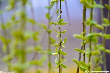 浙江交通集團高速公路志愿者 聯合開展植樹造林主題活動