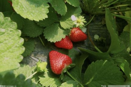 廬江泥河鎮沙溪草莓園 游客采摘草莓