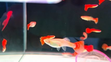 廬江縣白湖鎮發展魚苗養殖 助力鄉村振興