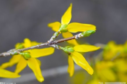 第十三屆南陽月季花會南陽世界月季大觀園開幕 投資總額1228.2億元