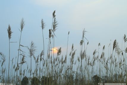 浙江余杭從“稻”出發扎根于田 以數字賦能現代農業